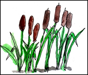 cattails3