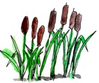 cattails3